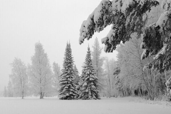 Schneebedeckte Fichten im Winterwald