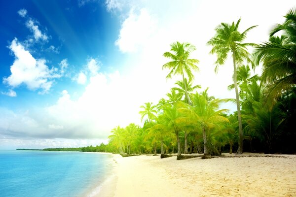 Sunny landscape of the seashore with palm trees