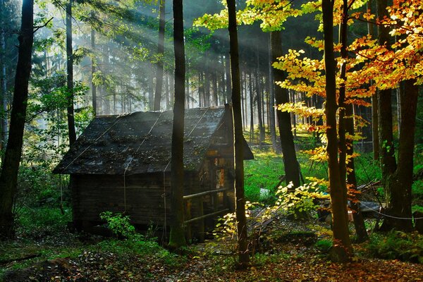 Casa forestal entre los árboles