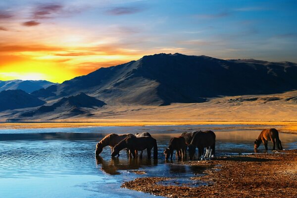 Horses at the watering hole, behind the mountain range, the sky at sunset