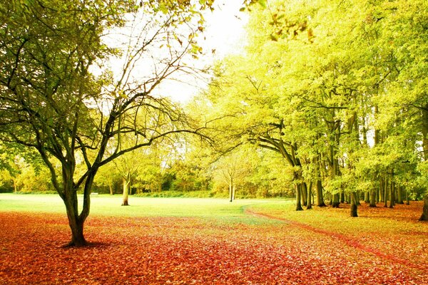 Herbst Sonnenstrahlen Laubfall