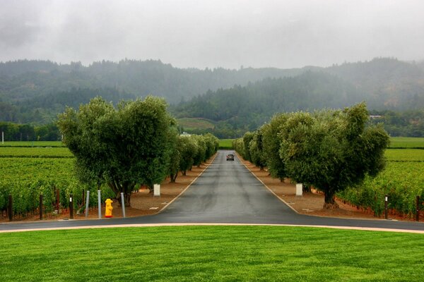 Wet road between fields