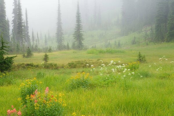 A clearing with flowers in the forest