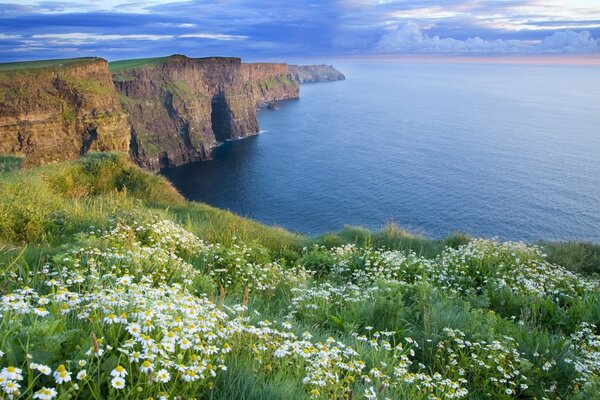 Daisies on the rocky seashore