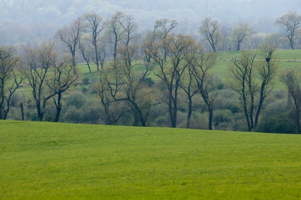 La primavera siempre es hermosa la hierba verde comienza a crecer