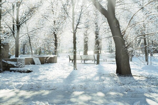 Parc d hiver éclairé par le soleil