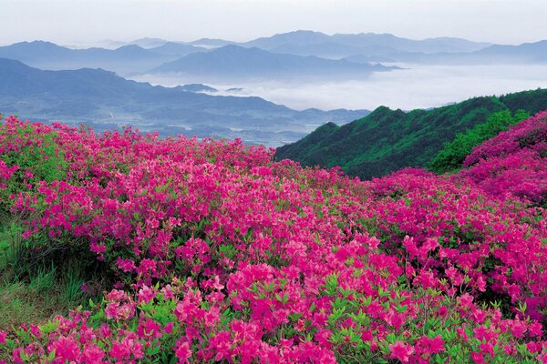 Blumenfeld inmitten der Berge