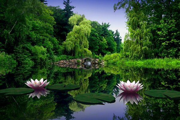 Rosa Seerosen blühten im Teich