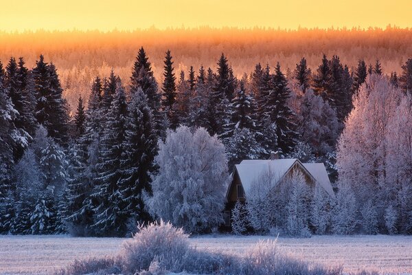 A house in a pine forest on a cold winter day