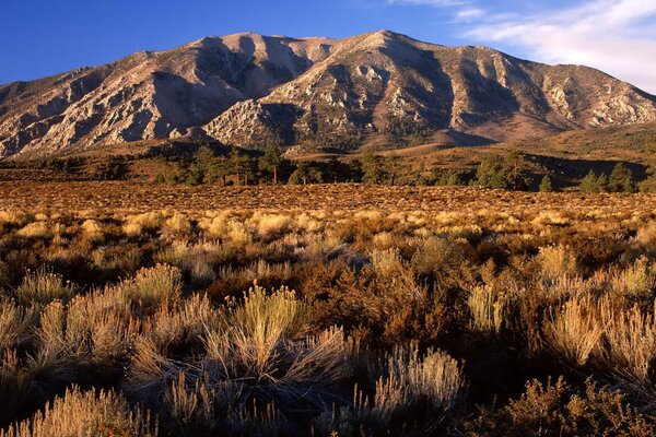 Shrubs of the California plain against the background of hills