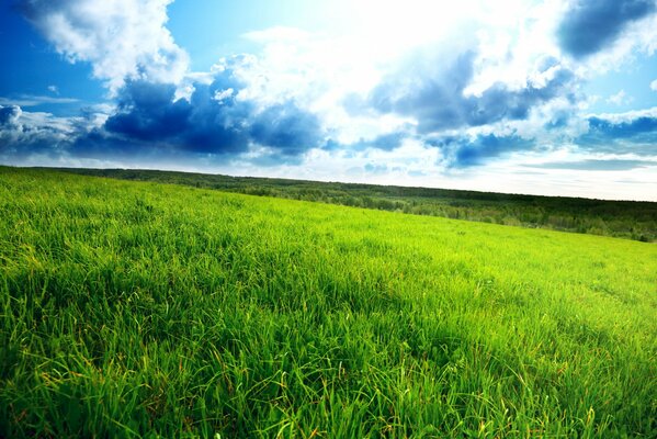 Endless green meadow with long grass