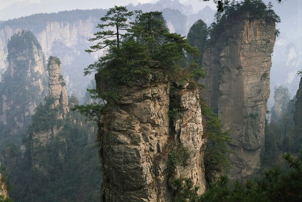 A sheer cliff with a growth of grass and trees