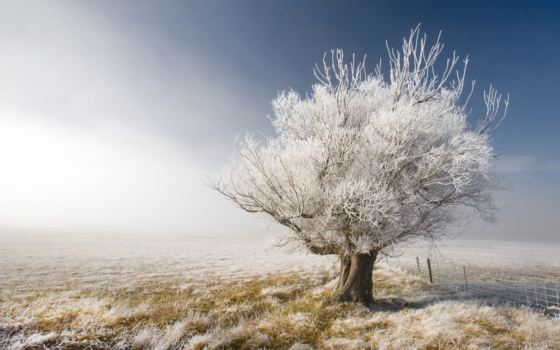 winter baum zaun himmel landschaft natur