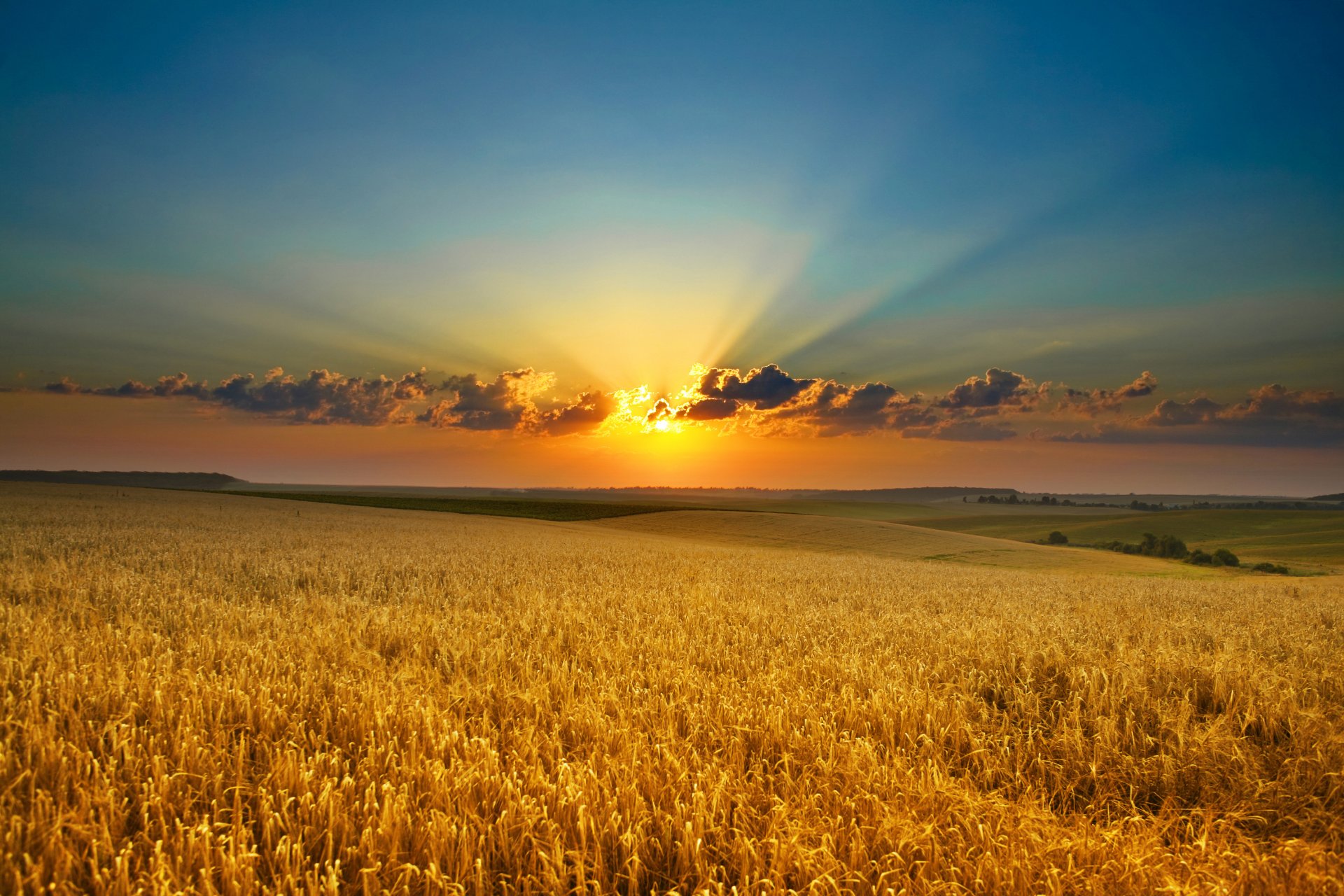 unset dawn the field nature beauty clouds ears gold sun ray