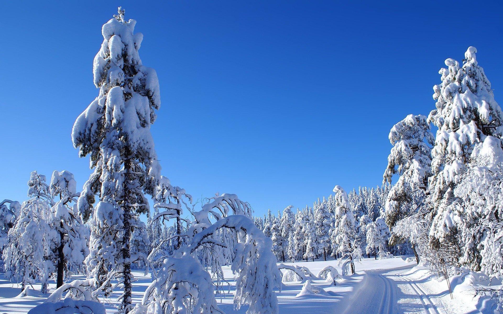 winter nature landscape snow road spruce cool sky