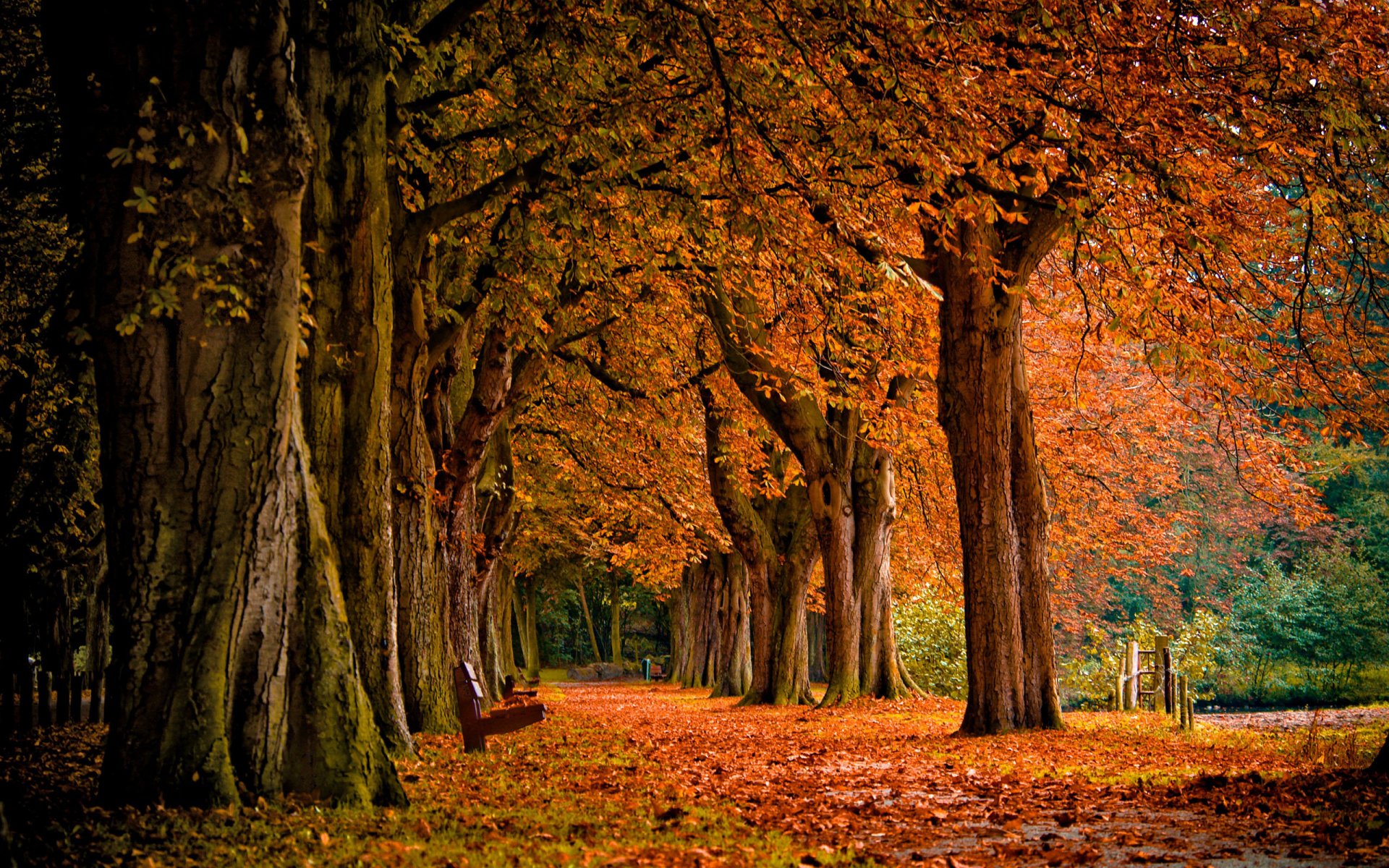 parc forêt banc banc automne chute des feuilles arbres nature paysage feuilles