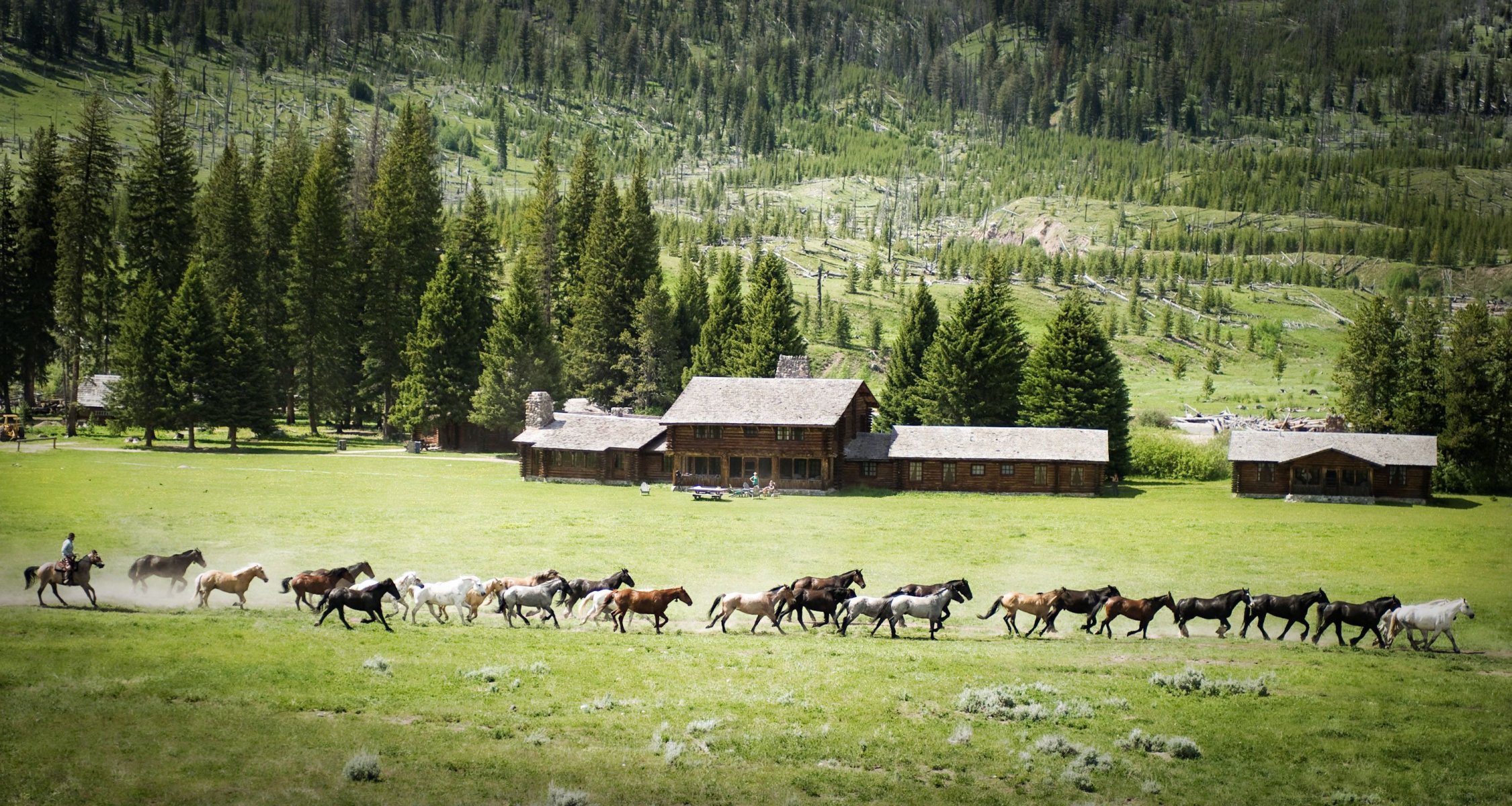 nature chevaux paysage