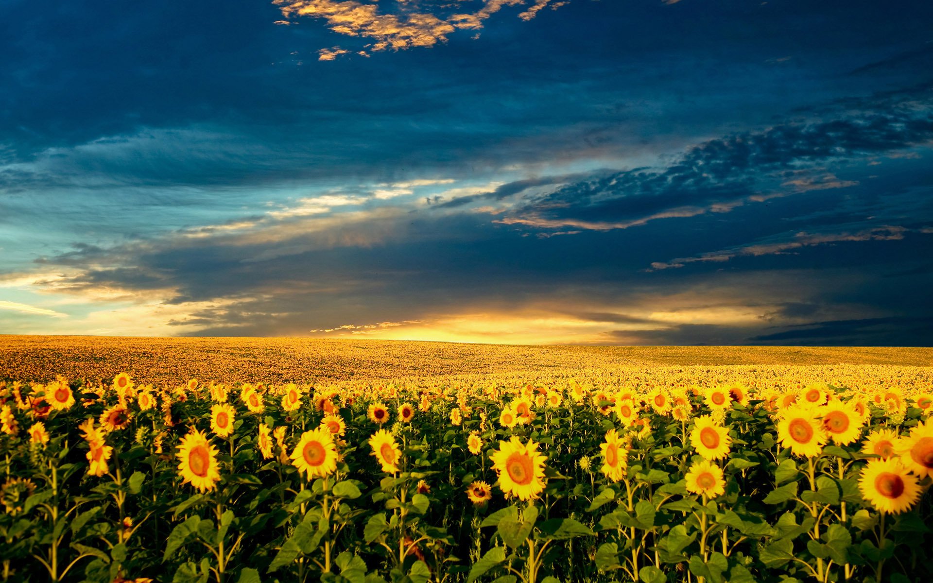 girasole sole estate natura