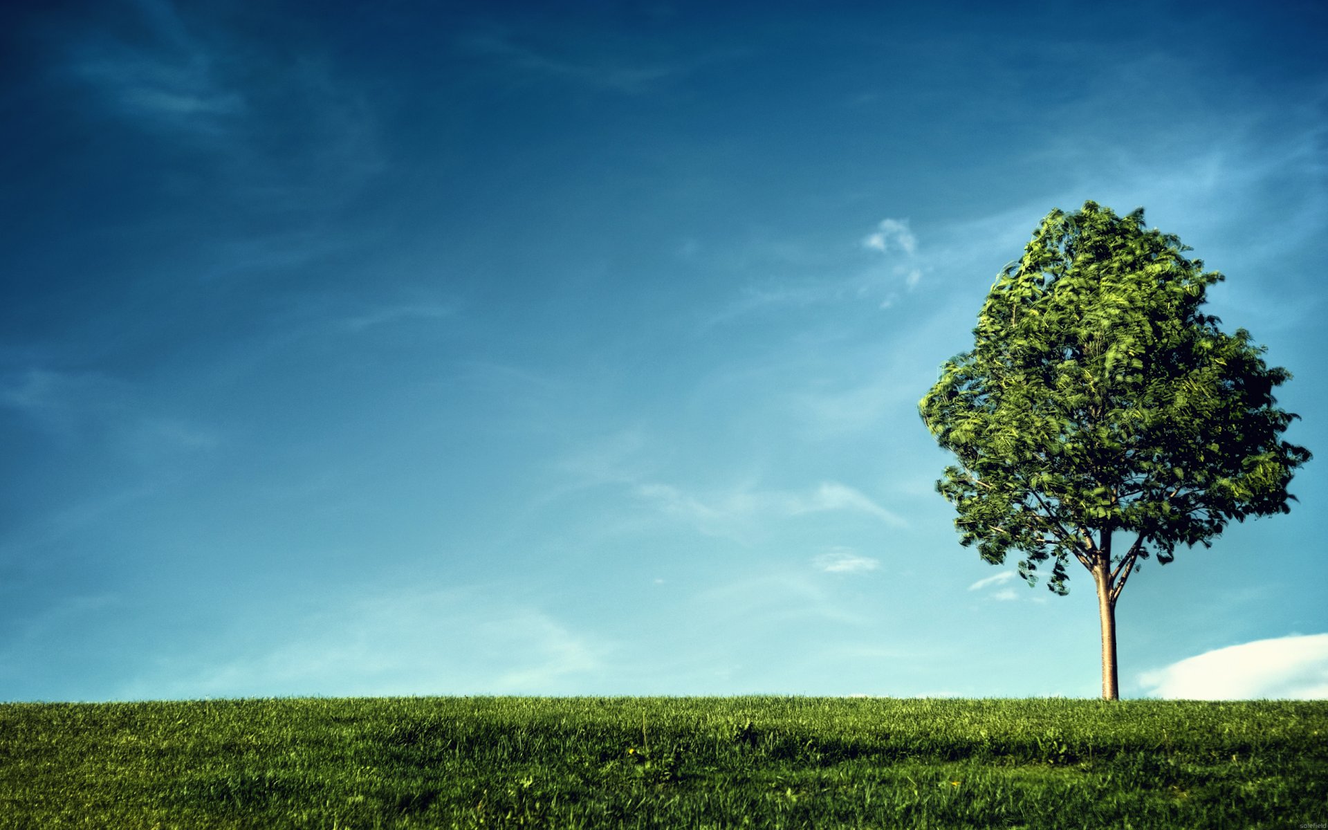 paisaje belleza cielo nubes viento aire limpio árbol follaje hojas vegetación ramas ramas tronco plantas vida hierba tierra pendiente vista del horizonte árboles verde colina