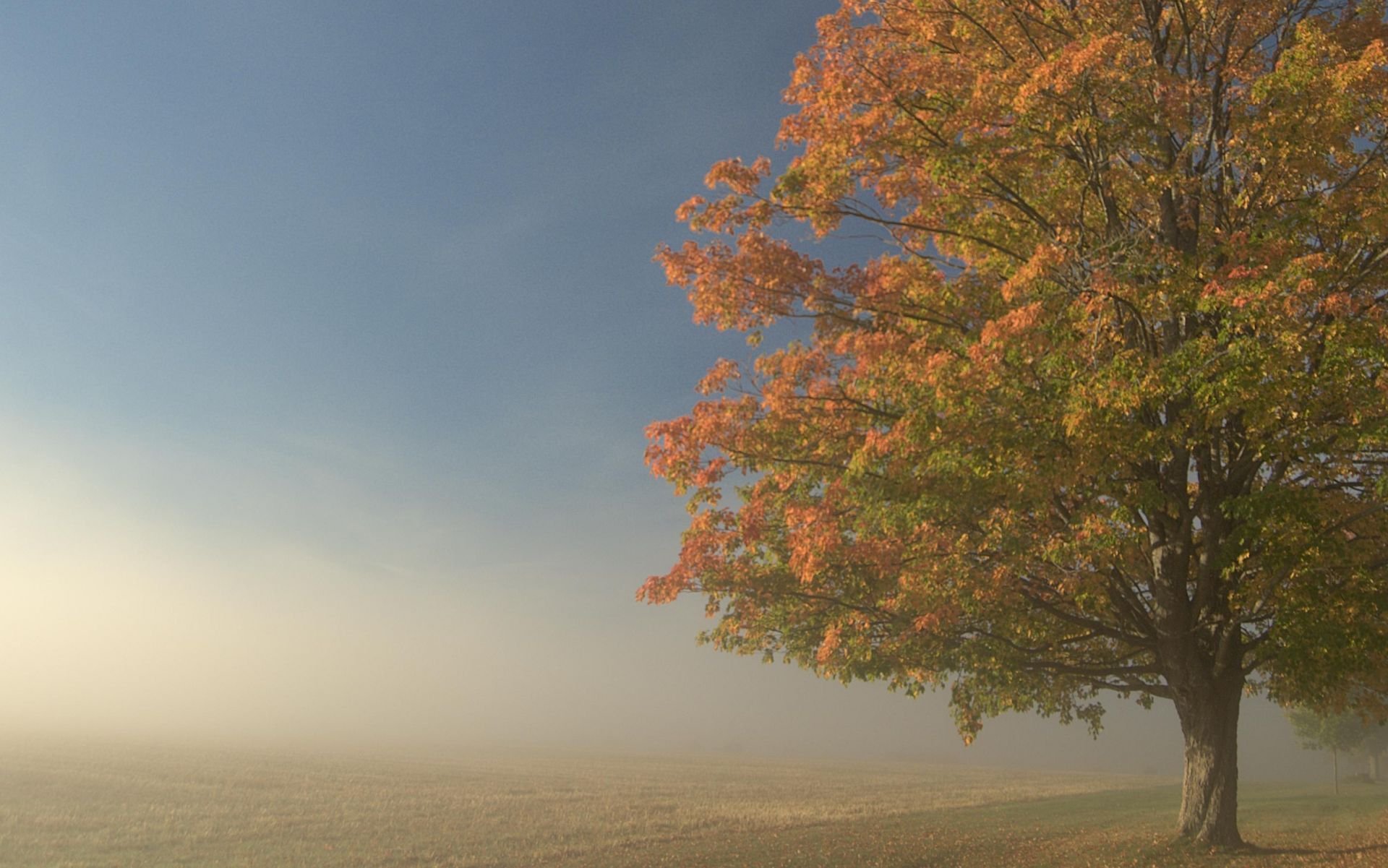 tree the field fog