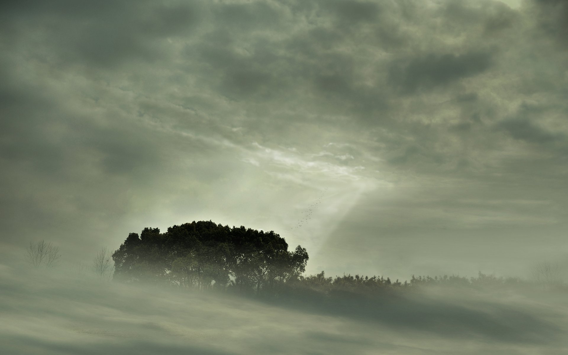 nebbia paesaggio alberi foresta vista natura cielo tree