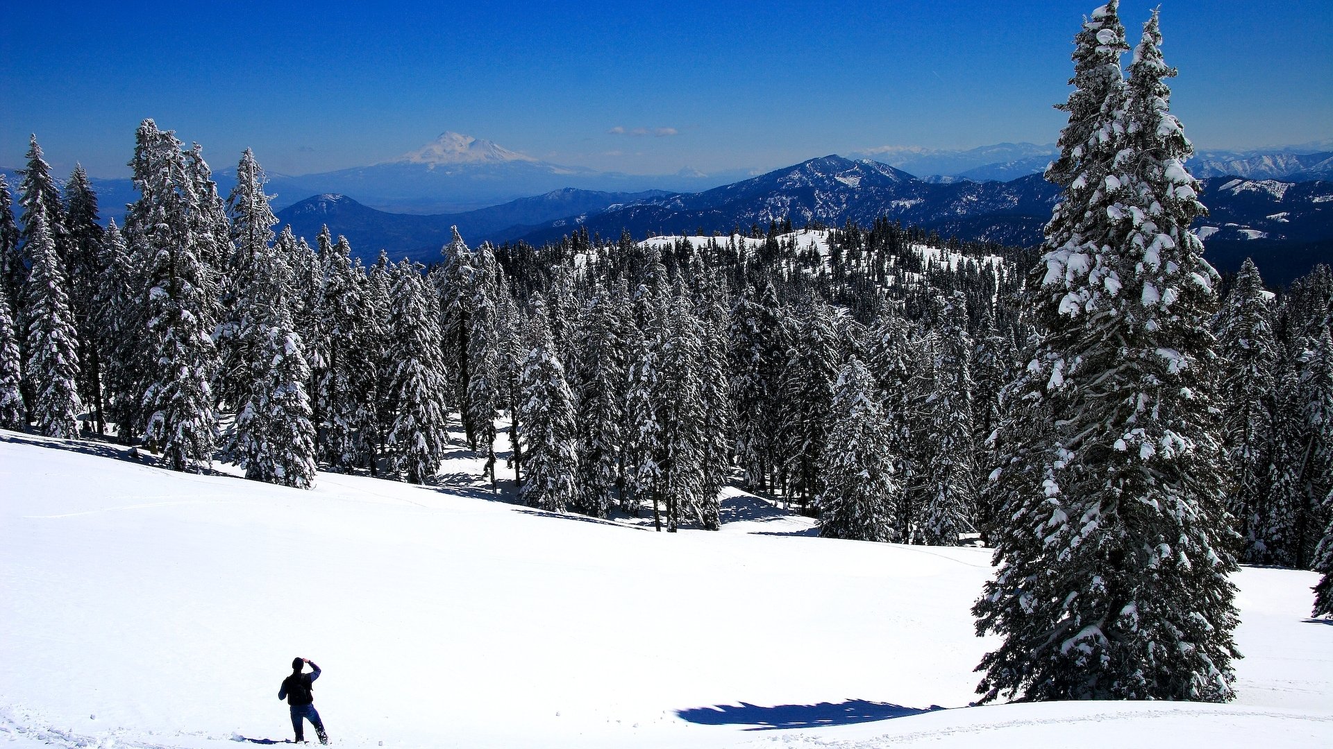 berge bäume schnee weiß hintergrund