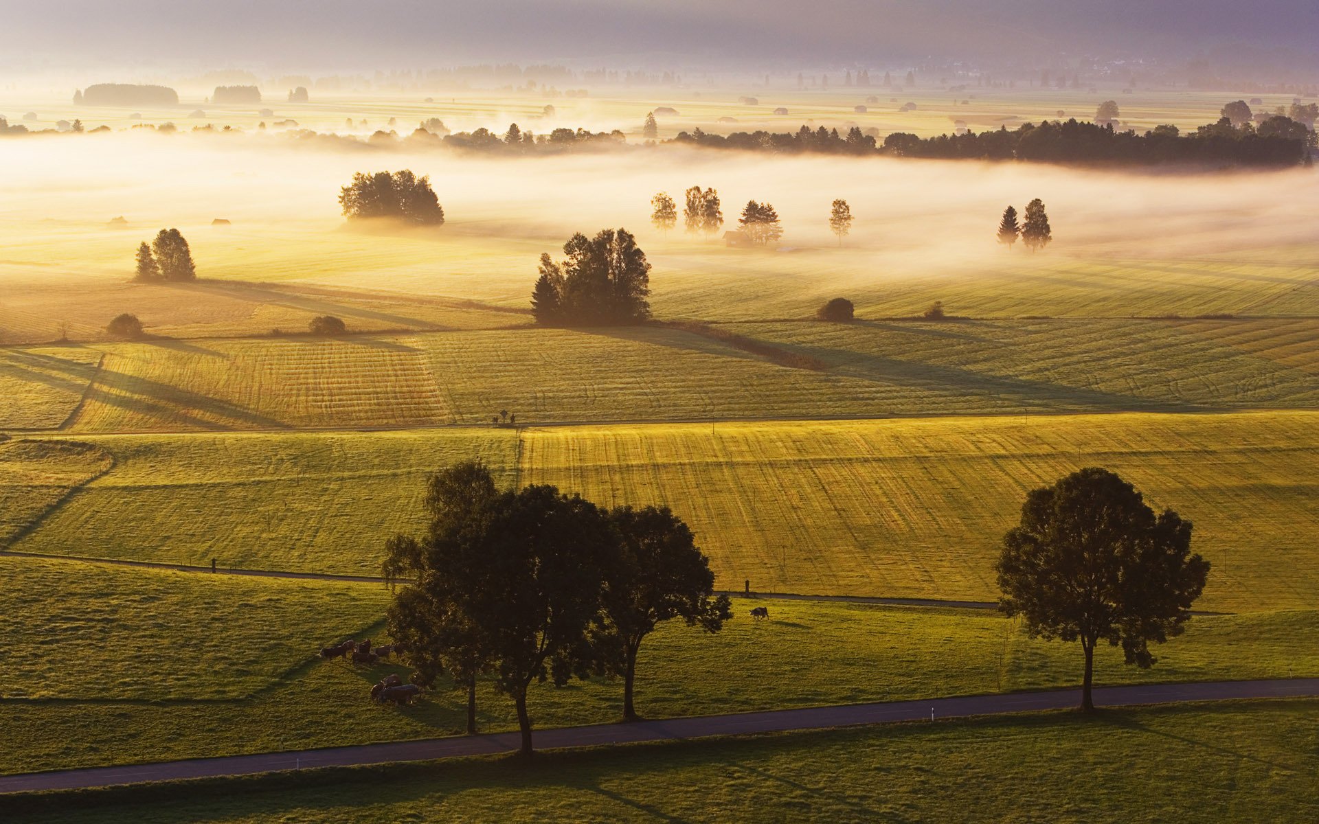 champs herbe horizon brouillard