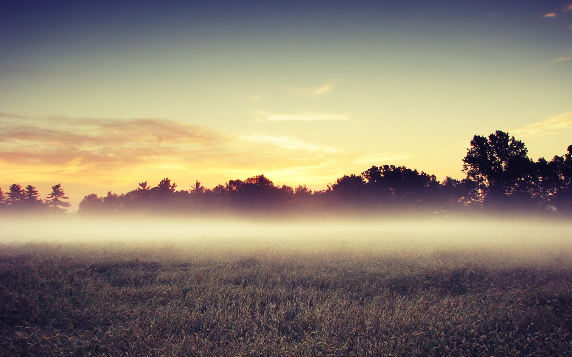 morning the field tree