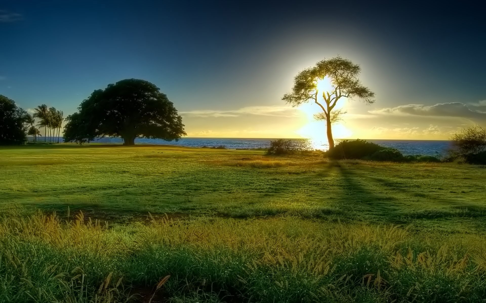 horizonte mar claro sol árbol