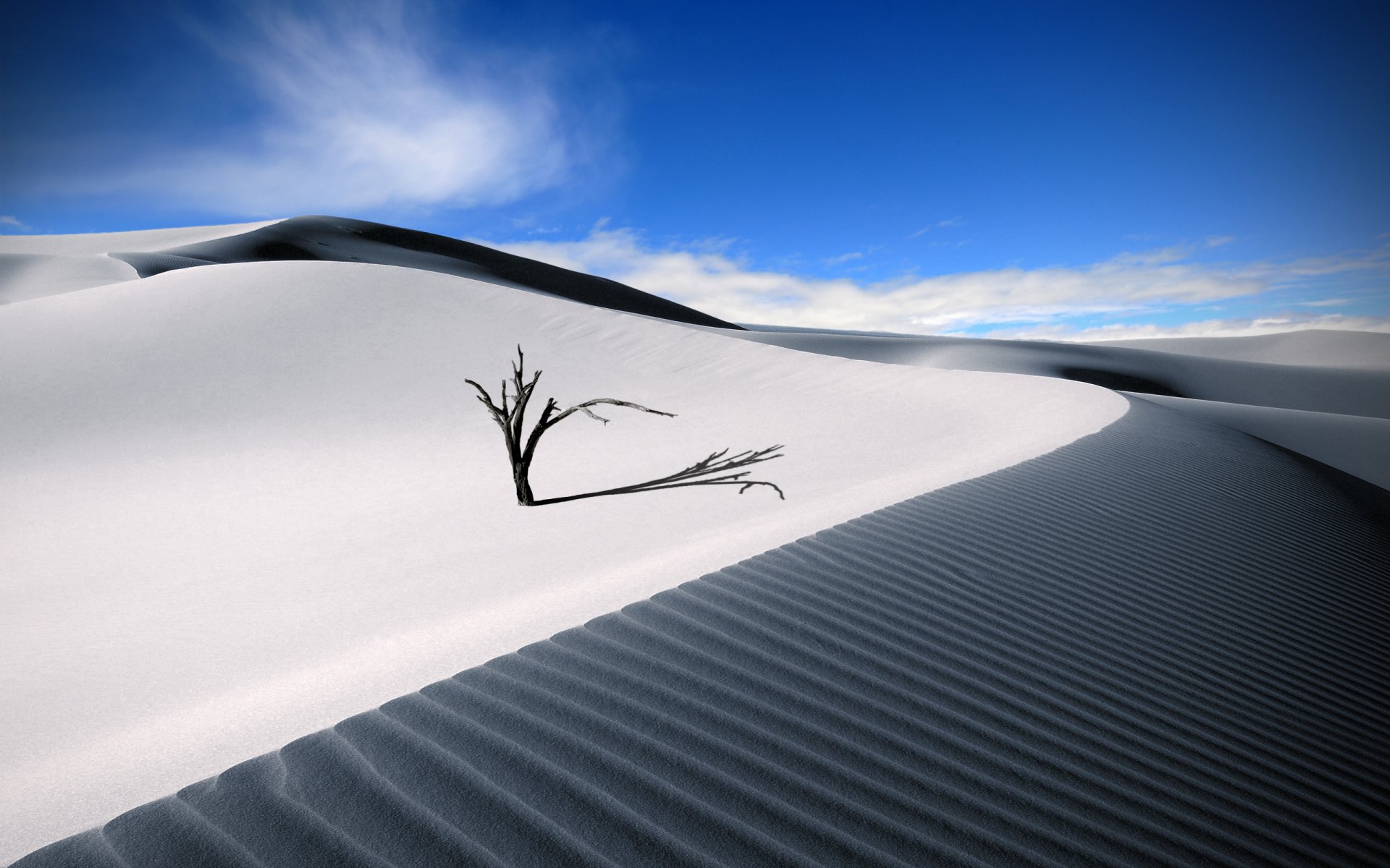 deserto albero sabbia estate cielo