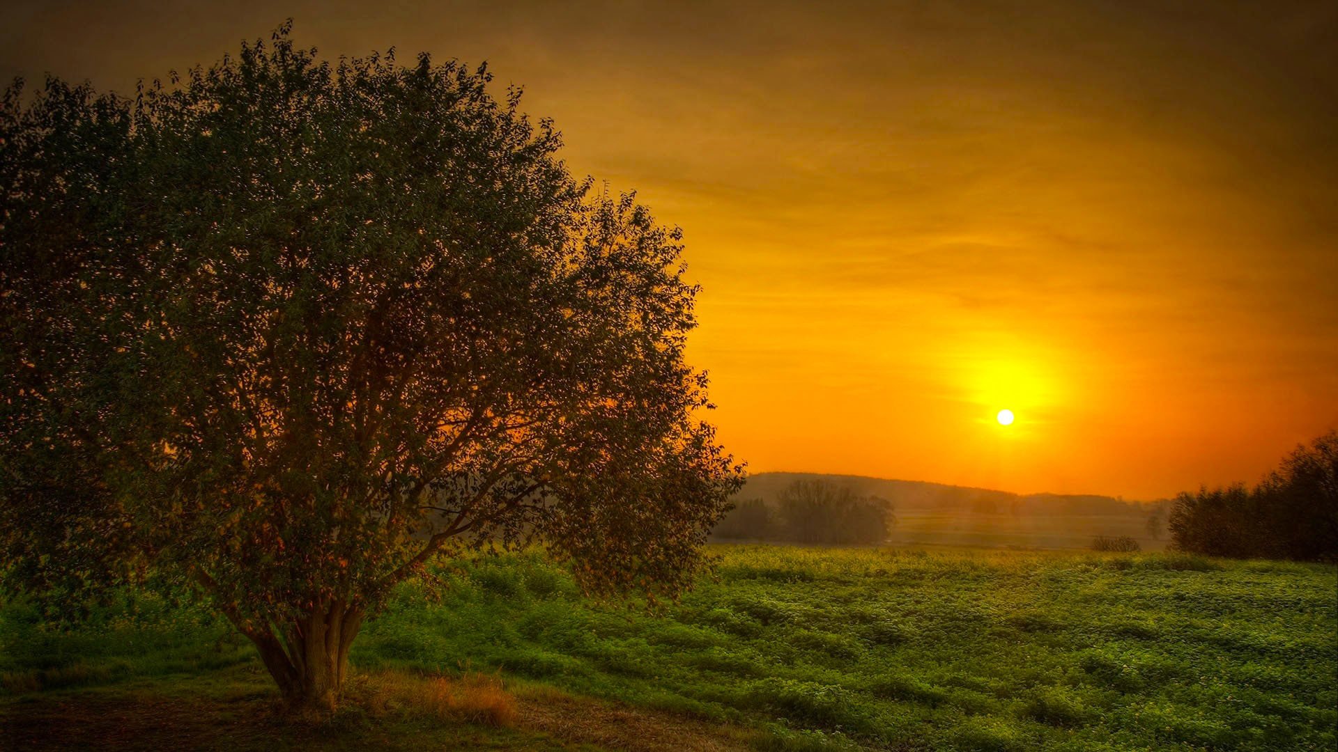 puesta de sol campo árbol cielo sol belleza