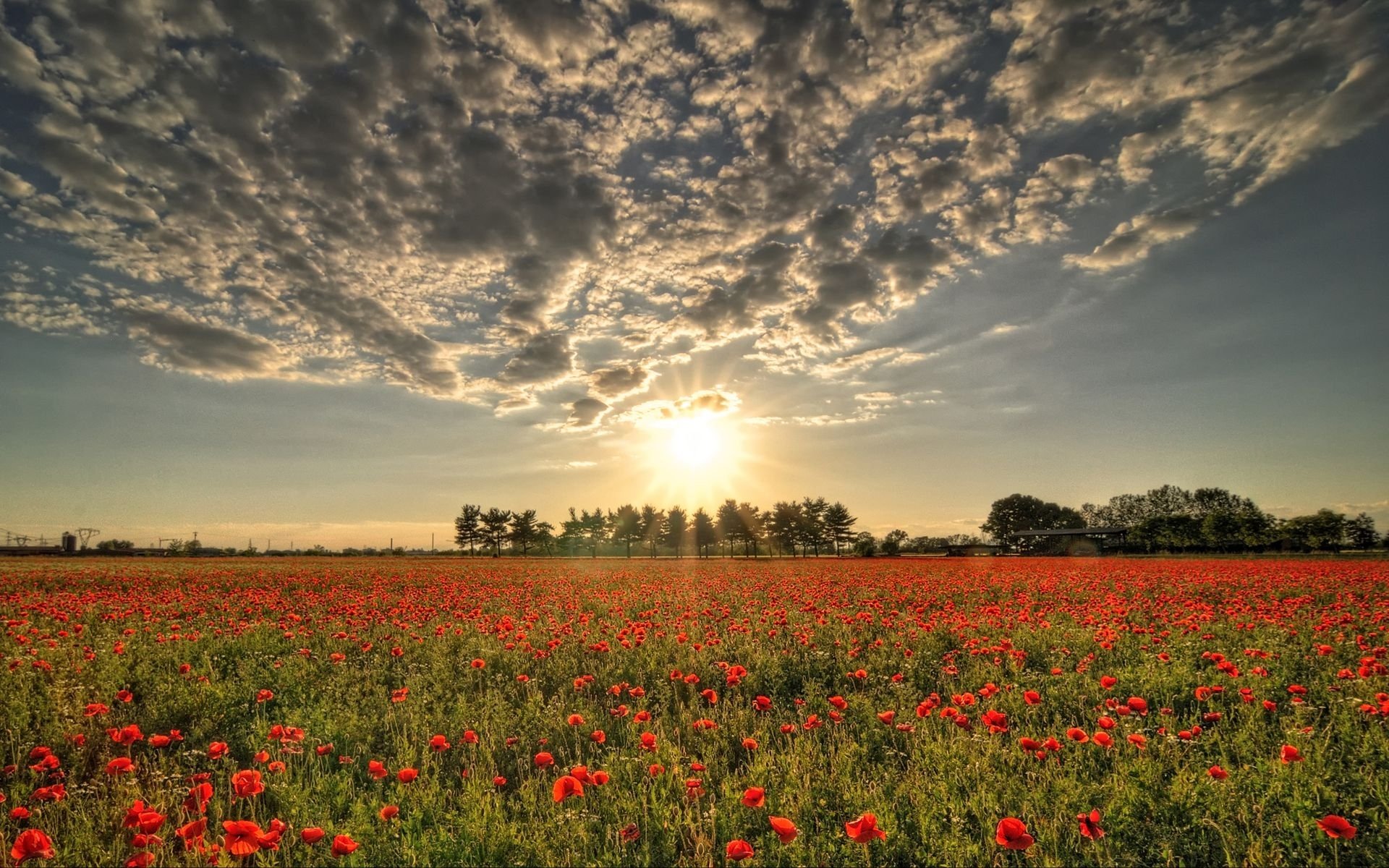 nubes sol campo rojo amapolas