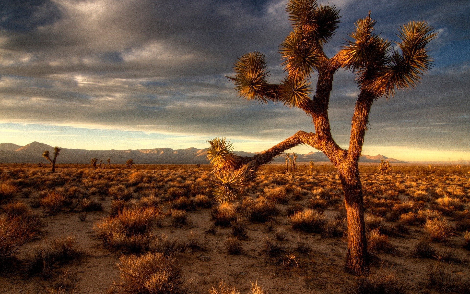 joshua tree widescreen baum