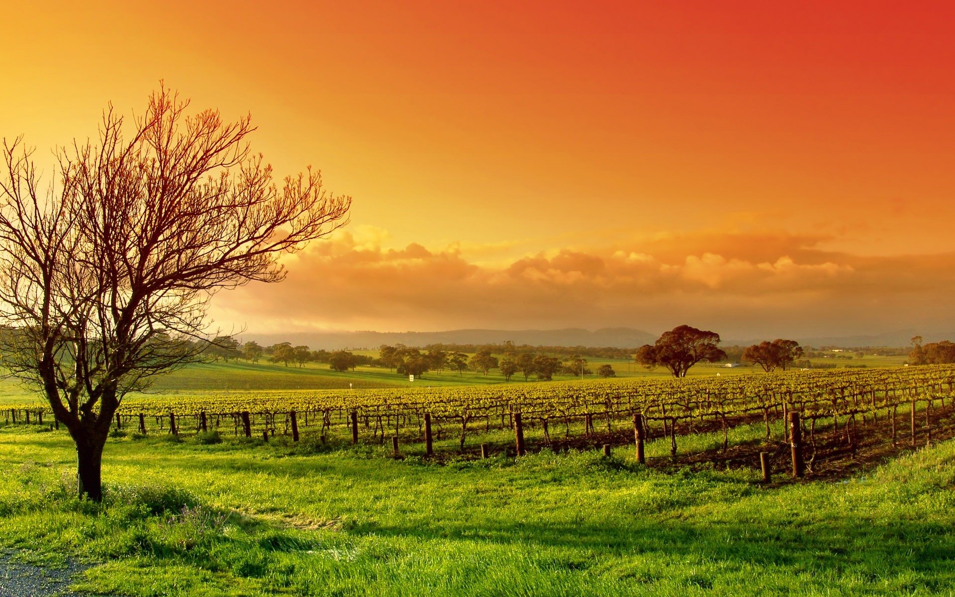 nature paysage arbre champ ciel nuages