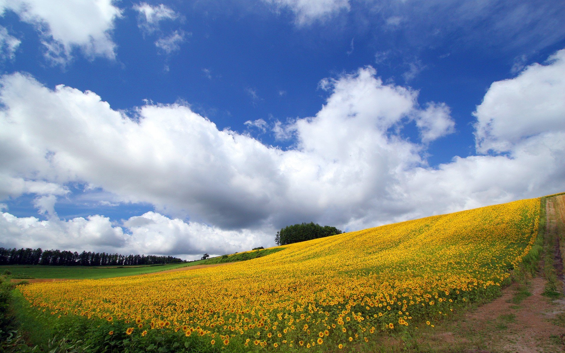 sonnenblume himmel