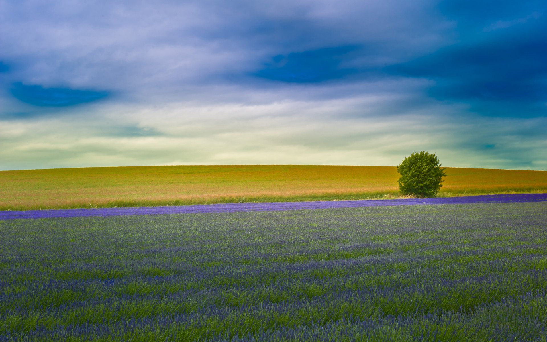 lavender the field england