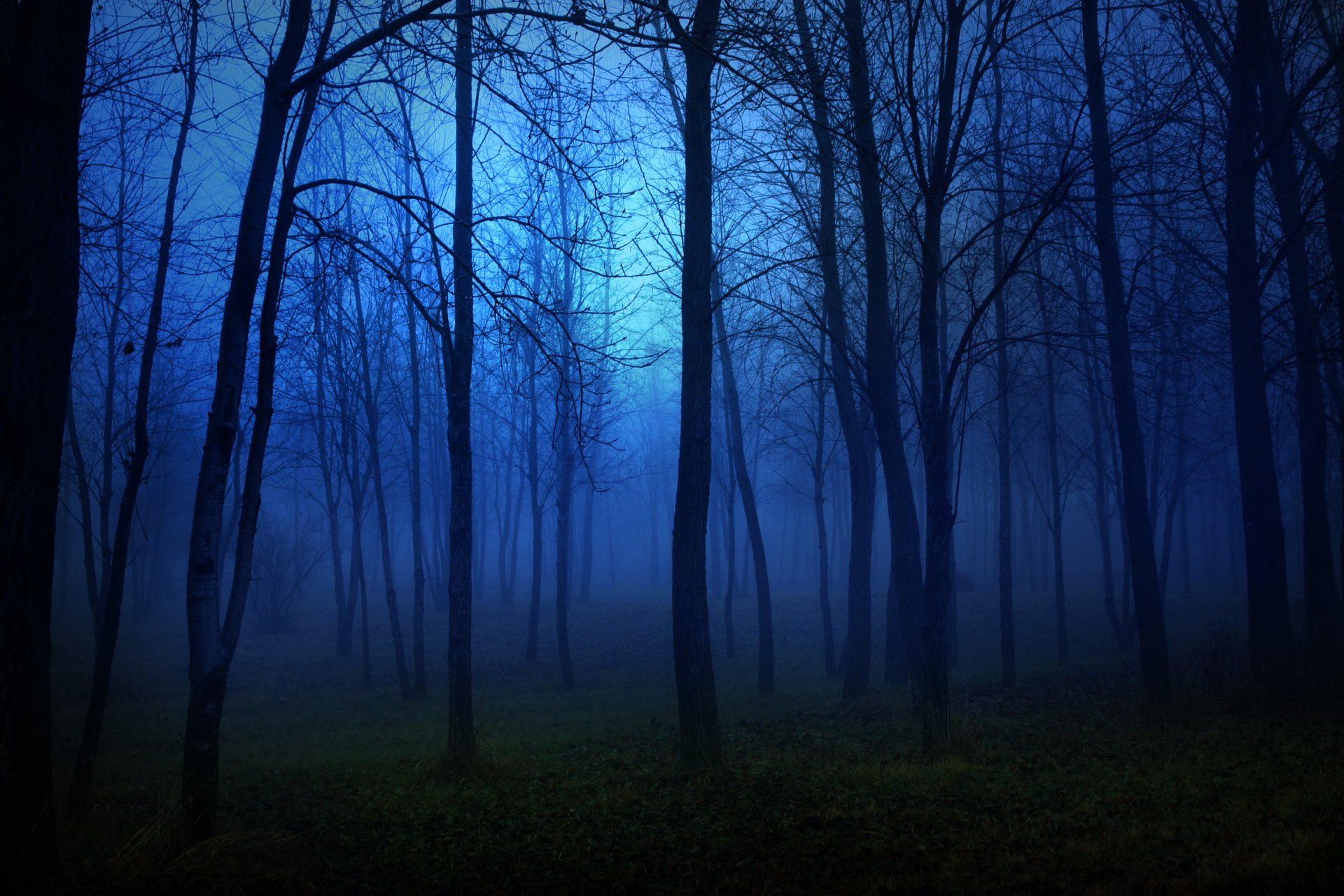 paisaje noche bosque árboles luz luna oscuridad miedo linternas