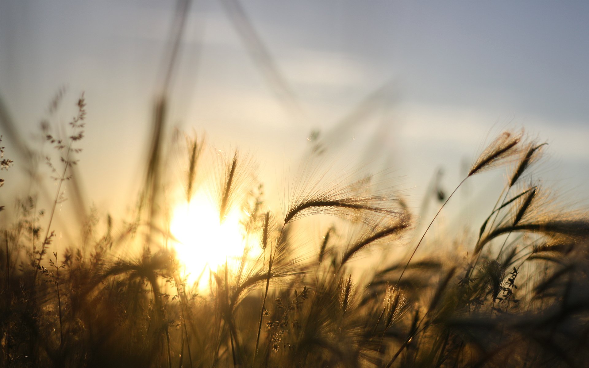 sonnenuntergang sonne himmel strahlen gras gerste