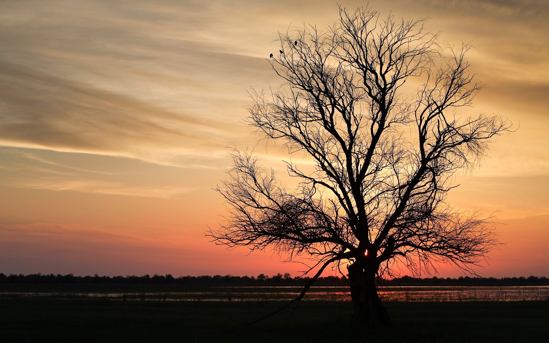 rami albero tramonto