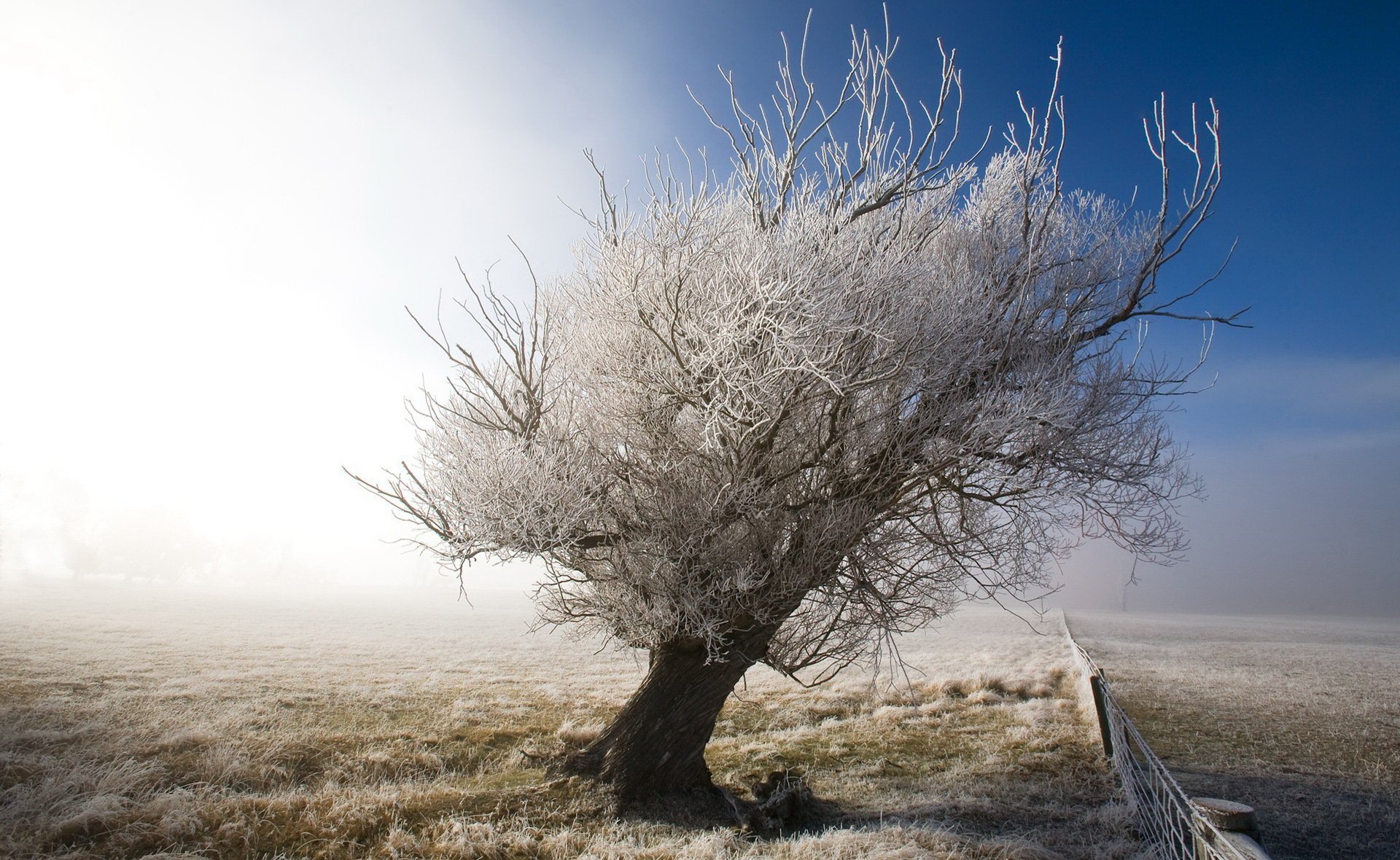 paesaggio albero inverno neve recinzione