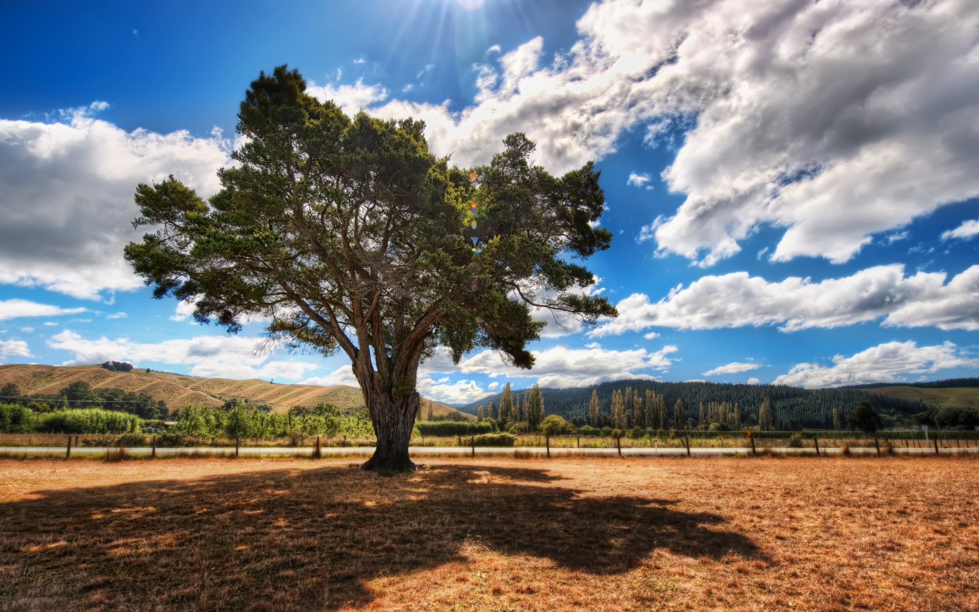 albero radura strada