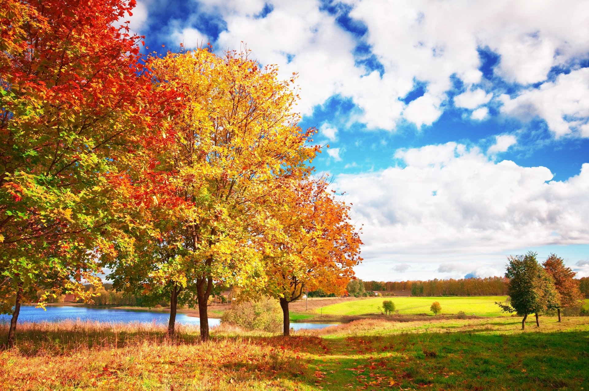 autunno luminoso alberi blu cielo nuvole