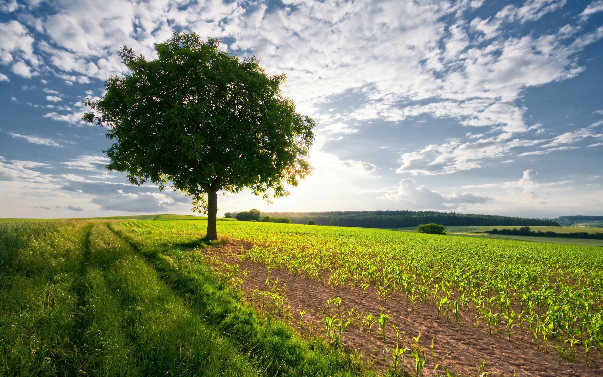 natura krajobraz drzewo niebo