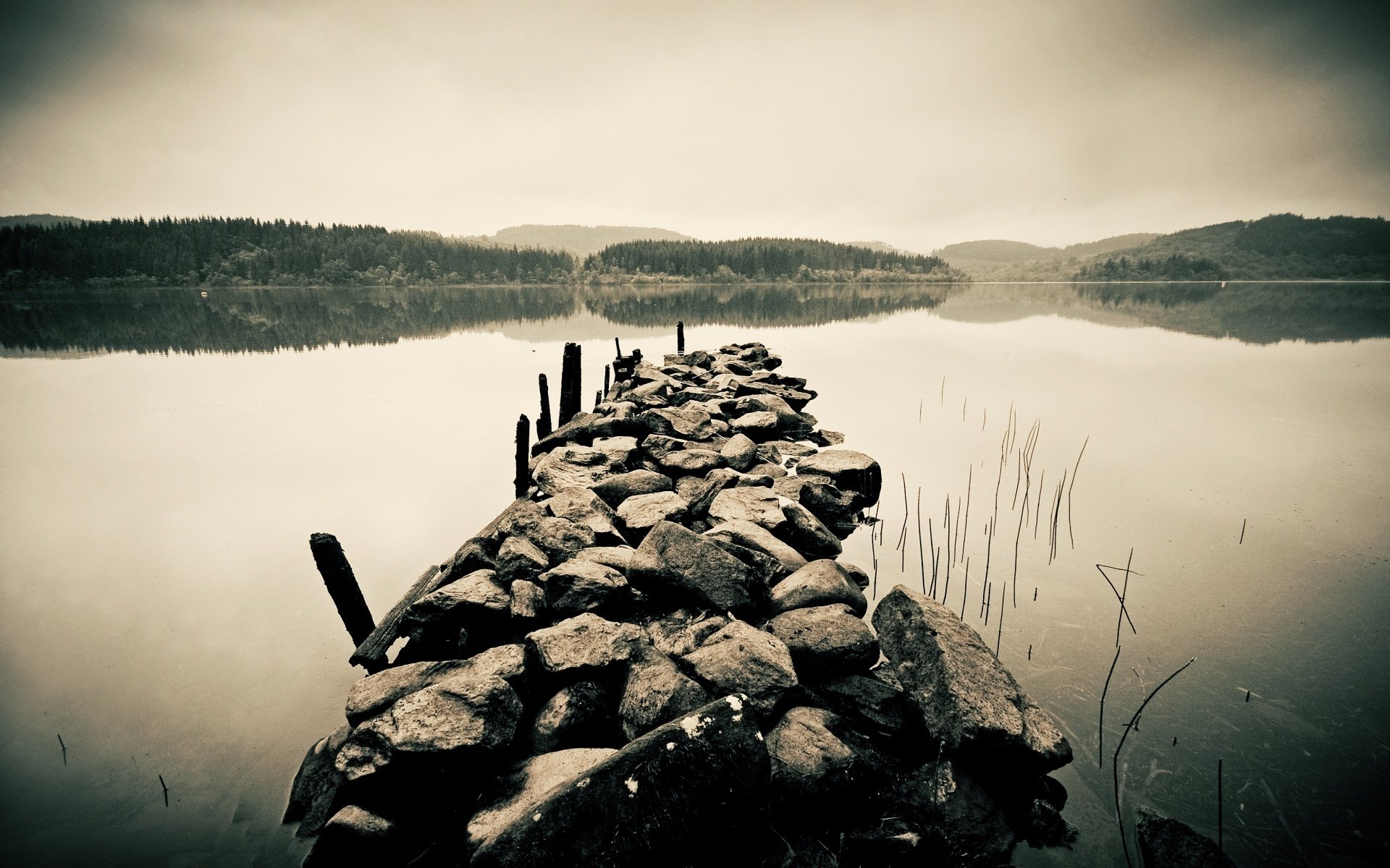 tones horizon forest