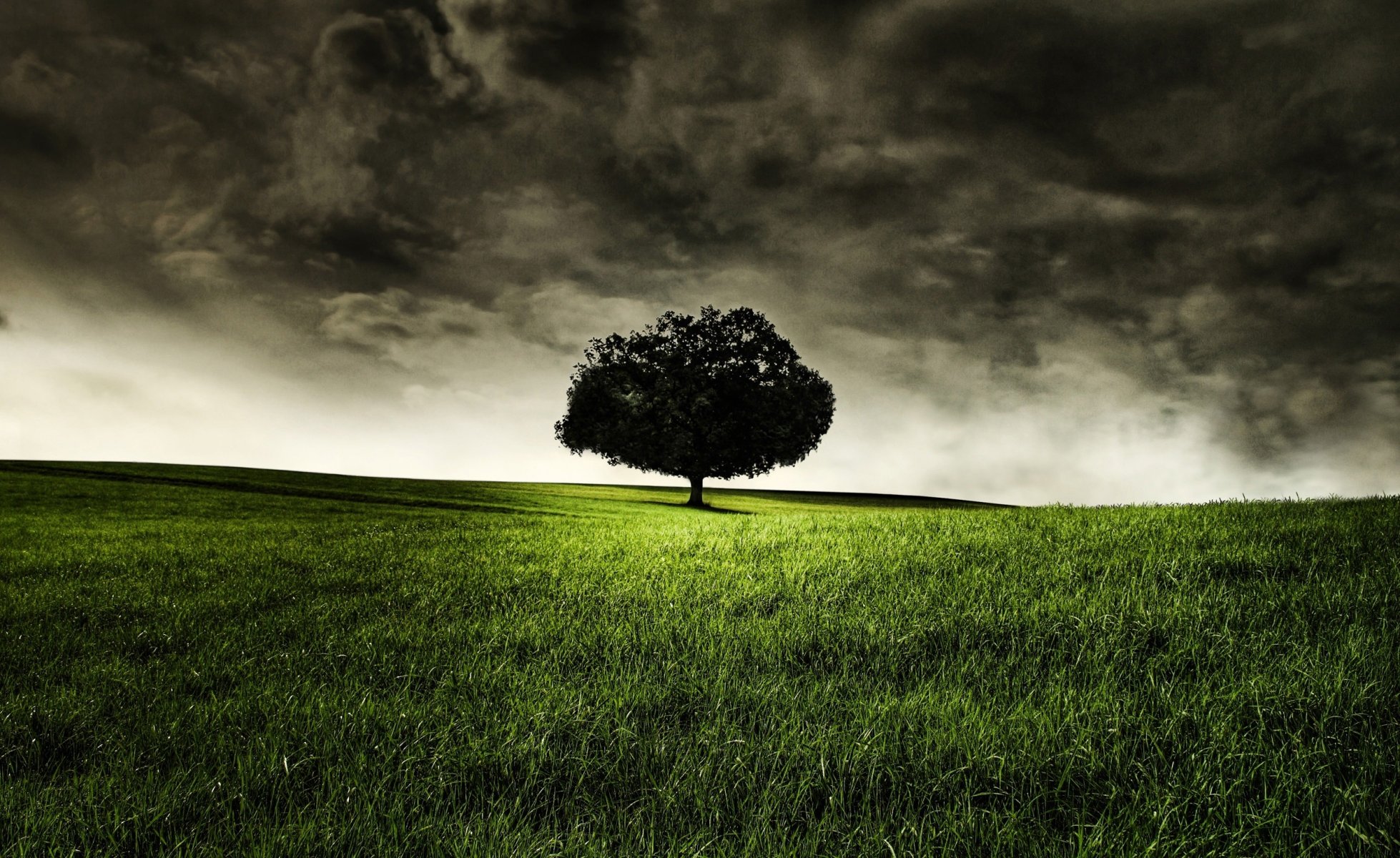 tree loneliness grass nature landscape photo