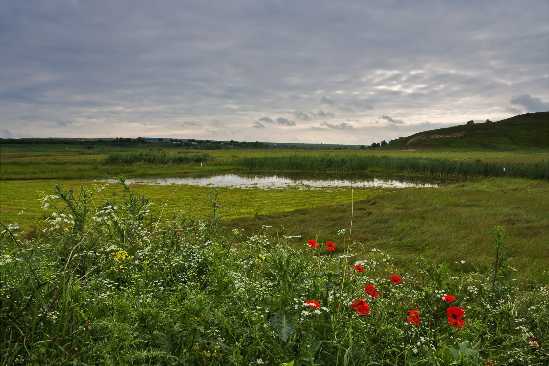 prairie herbes fleurs