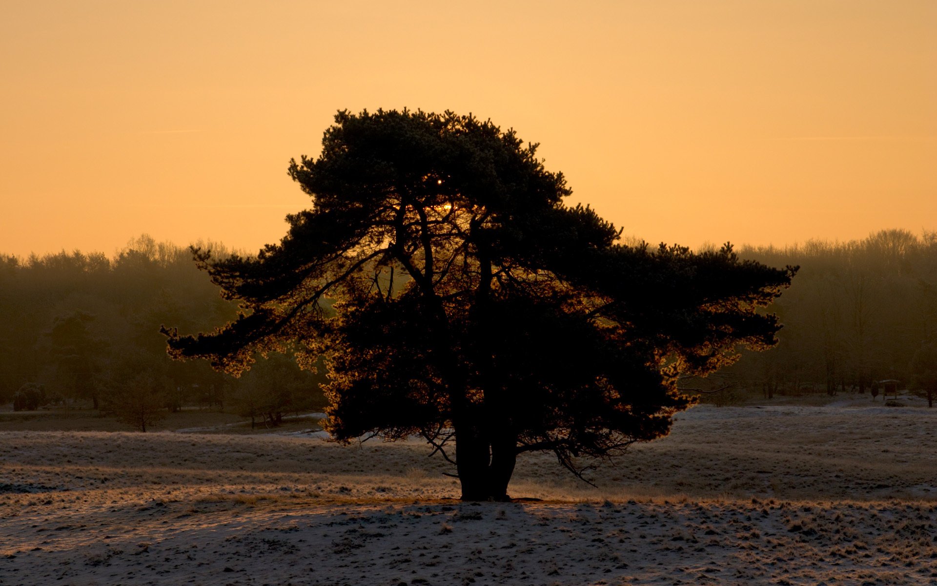 arbre neige hiver silhouette