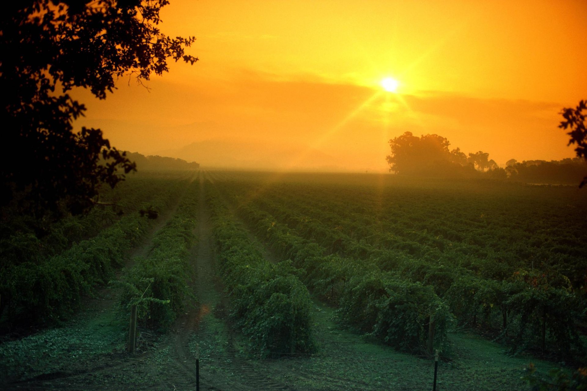 sonne baum feld himmel abend