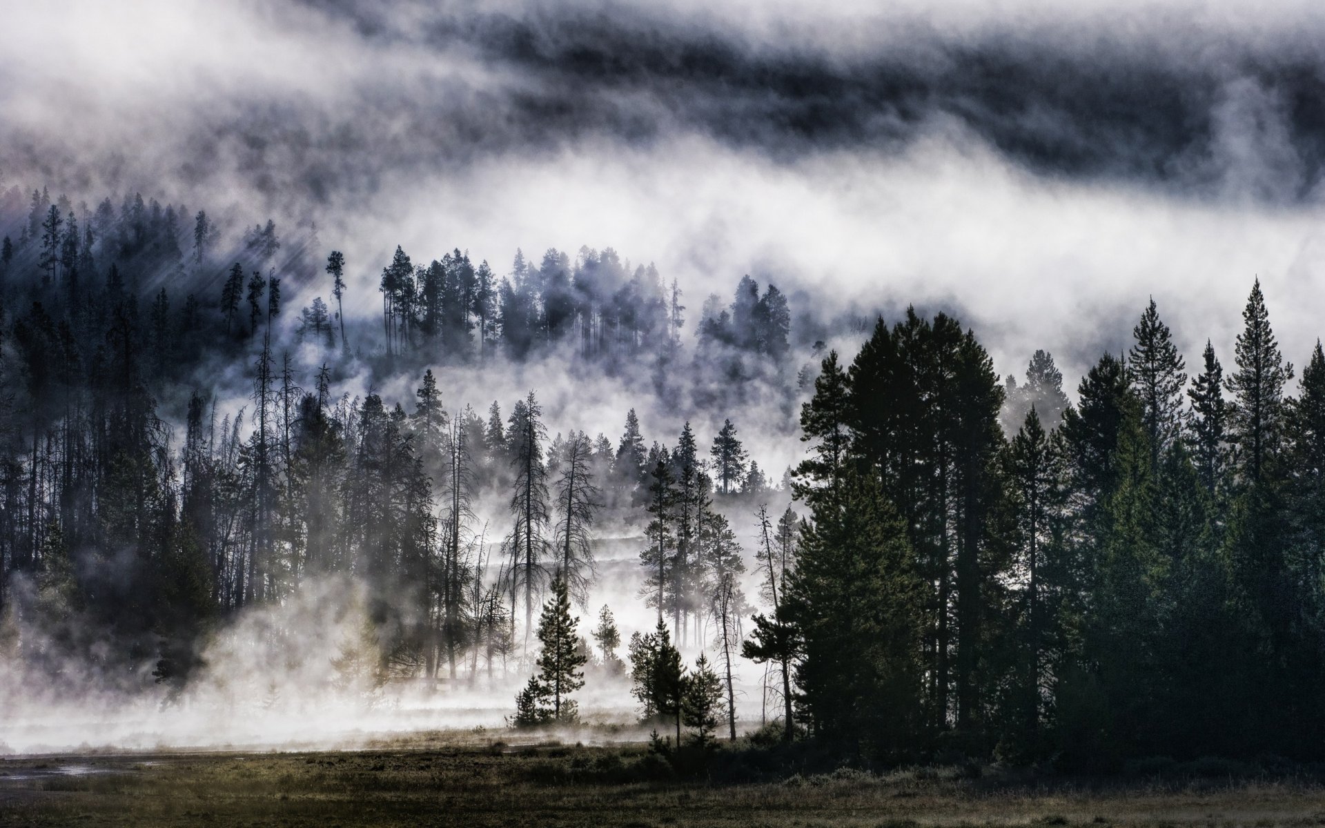 wald himmel natur