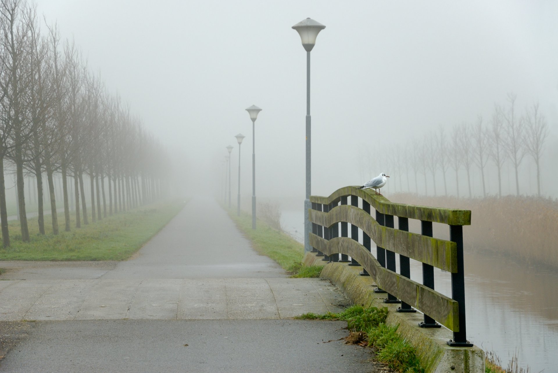 paisaje pájaro agua carretera niebla